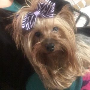 Looking for dog clothes